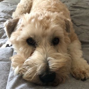 Meet your Posher, Lindsay